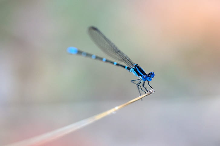 macro, insect, animals, dragonflies, blue
