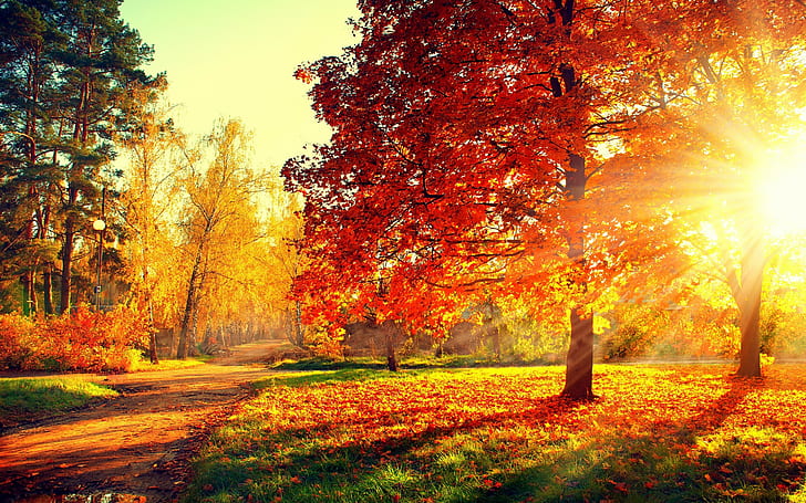 Colorful Park Trees, Nature, forest, leaves, road, PATH, Autumn, HD wallpaper
