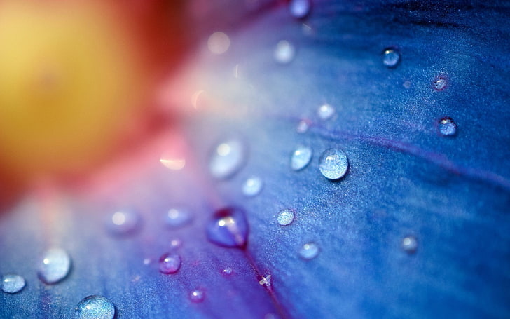 water droplets, flowers, macro, water drops, blue flowers, dew, HD wallpaper
