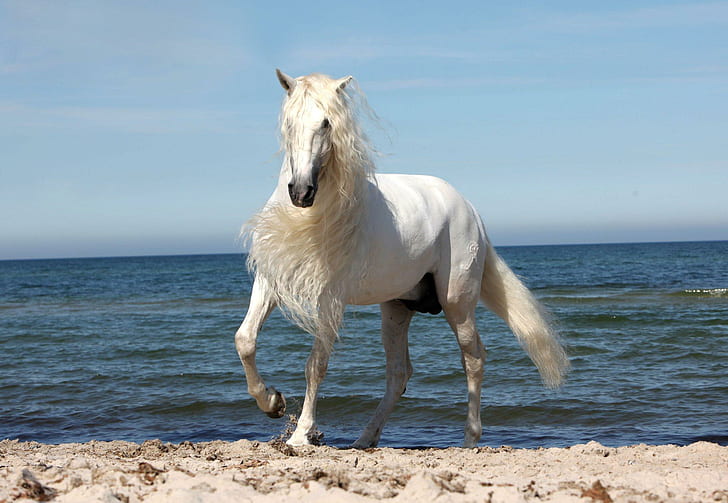 The Most Beautiful God's Creature, horses, spanish, grey, andalusian