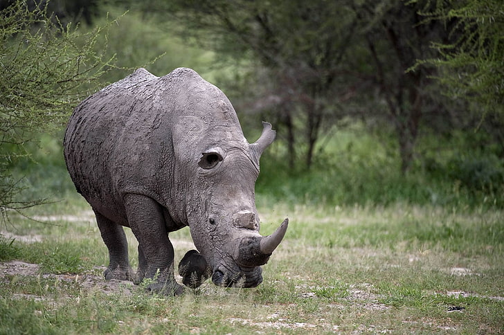gray rhino, walk, grass, huge, animal, wildlife, nature, mammal, HD wallpaper