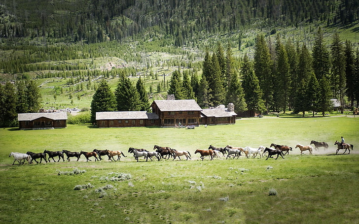 horse lot, landscape, house, trees, animals, nature, plant, group of animals