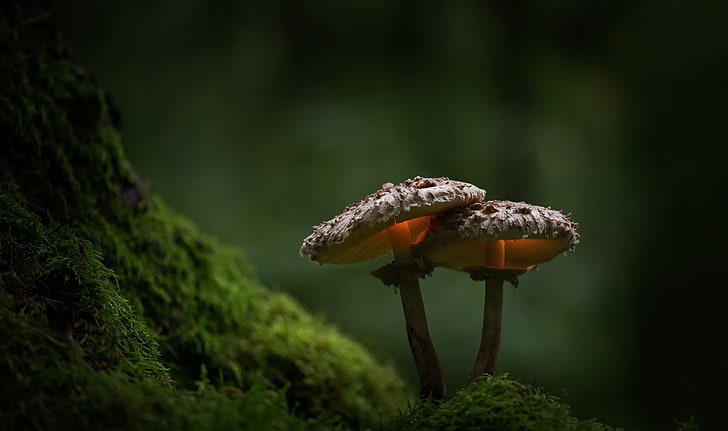 two brown mushrooms, moss, green, nature, plants, depth of field, HD wallpaper