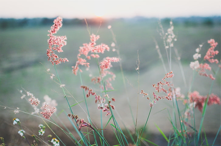 summer, Sun, depth of field, flowers, plant, flowering plant, HD wallpaper