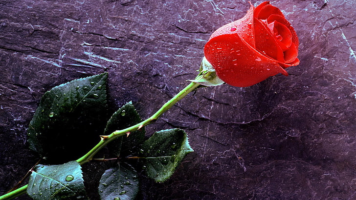 red rose, flowers, water drops, plant, no people, beauty in nature, HD wallpaper