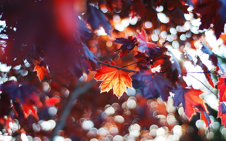 Autumn leaves, red maple leaves