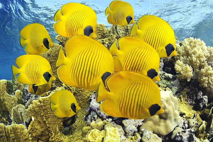 school of yellow Tang fish, shape, underwater, sea, ocean, reef, HD wallpaper