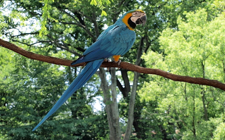 blue and yellow parrot, macaw, bird, branch, tail, sitting, color, HD wallpaper