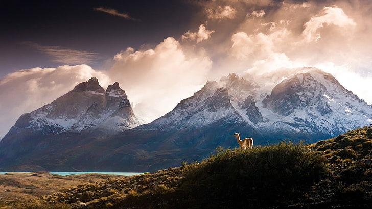 brown llama, nature, landscape, mountains, clouds, trees, forest