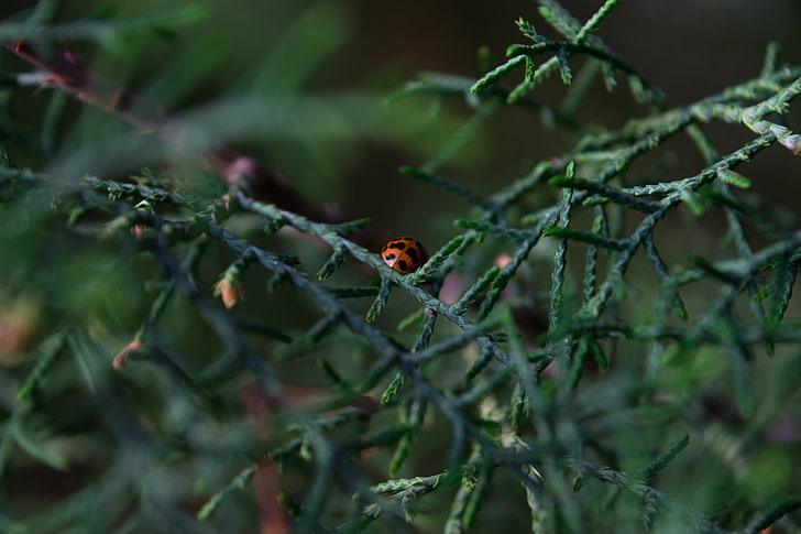 plants, nature, ladybugs, one animal, animal themes, animals in the wild, HD wallpaper