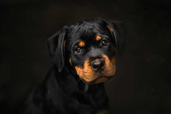 HD wallpaper: black and tan short-coated puppy, dark, dog, animals,  portrait | Wallpaper Flare