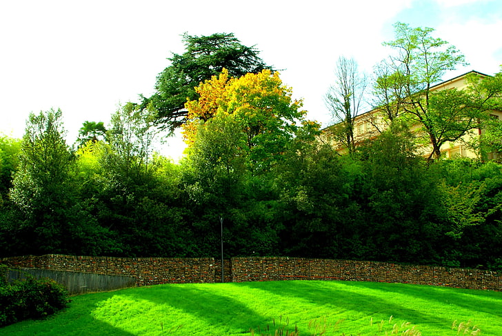 Albi, trees, grass, wall, plant, green color, growth, nature, HD wallpaper