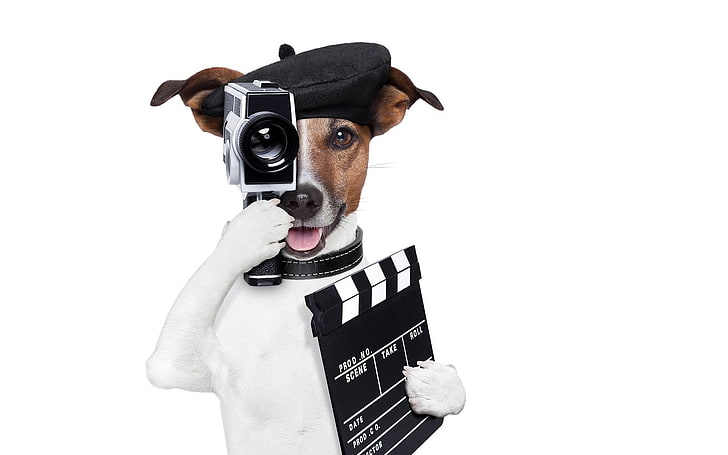 :D, camera, caine, black, paw, animal, hat, jack russell terrier, HD wallpaper
