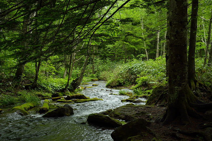 running water,and green trees forest photography during daytime, hokkaido, hokkaido