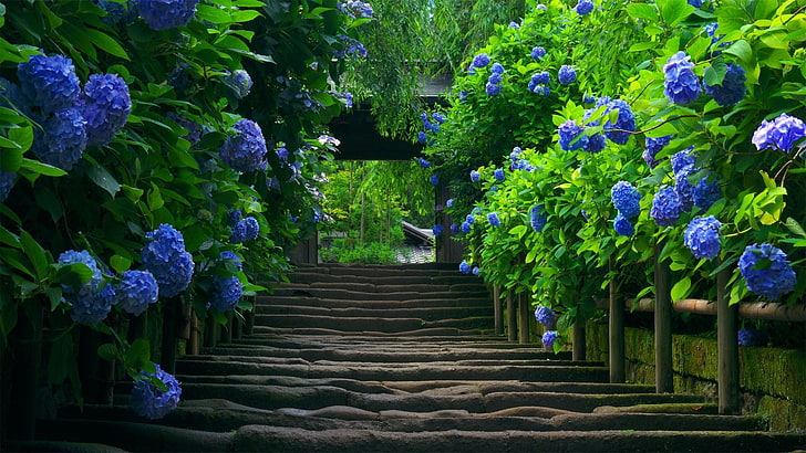 purple petaled flowers and concrete staircase, hydrangea, leaves