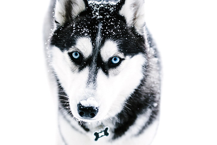 white and black Siberian husky, dog, muzzle, blue-eyed, sled Dog, HD wallpaper