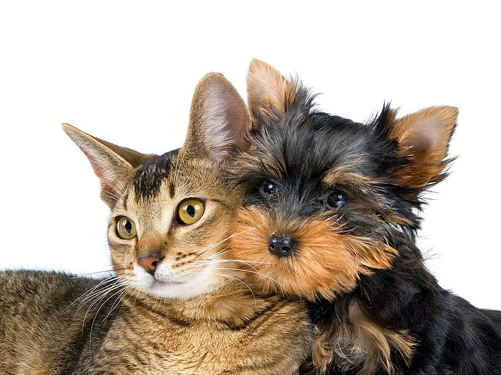 Cats Animals Dogs White Background High Resolution Pictures, HD wallpaper