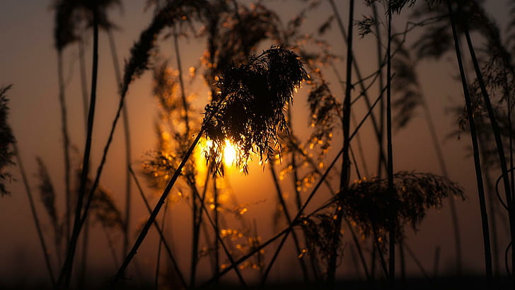 Nature, Sunset, Depth Of Field, Spikelets, Golden Hour, Plants, Silhouette, Bokeh, silhouette of plant at sunset, HD wallpaper