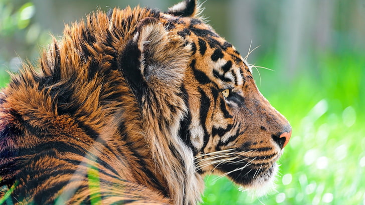 brown and black tiger, brown tiger lying on green grasses closeup photgraphy, HD wallpaper