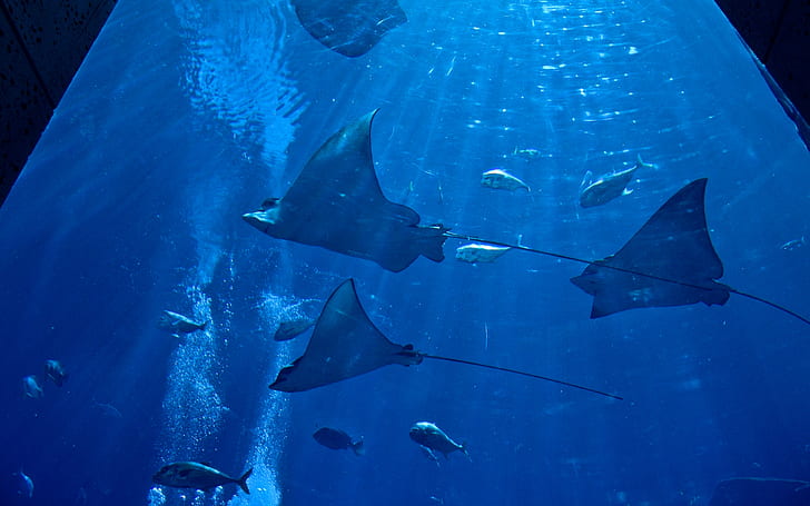 Stingray Blue Underwater HD, animals, HD wallpaper
