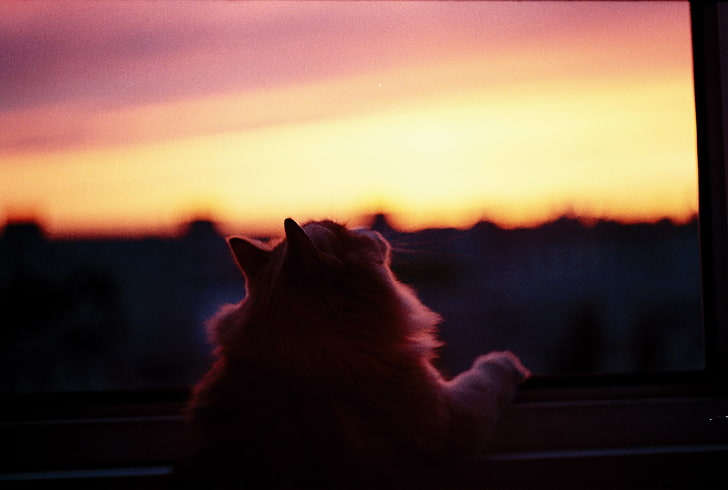 window sill, cat, animals, sunset, mammal, domestic, pets, one animal, HD wallpaper