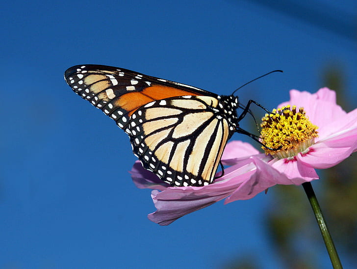 selective focus photography of butterfly on top of pink petaled flower's pollen