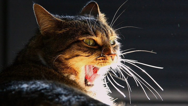 brown tabby cat, yawning, feline, animals, sunlight, animal themes, HD wallpaper