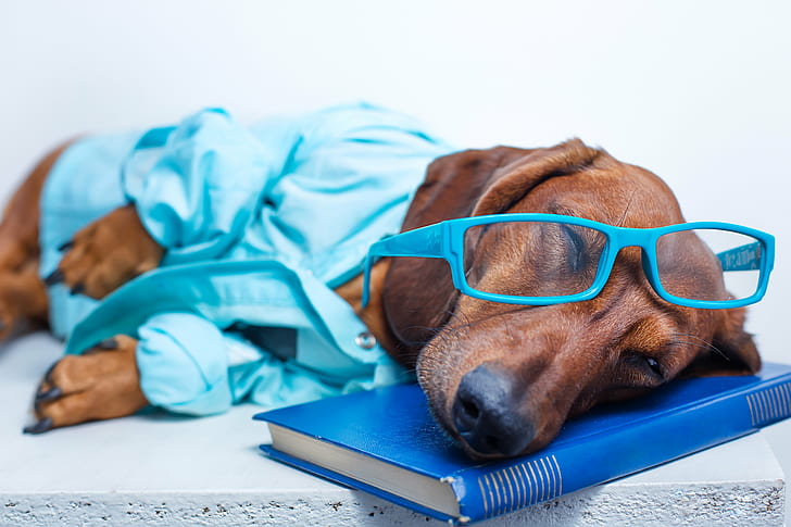 animals, Book, Dachshund, dogs, Glasses, sleep