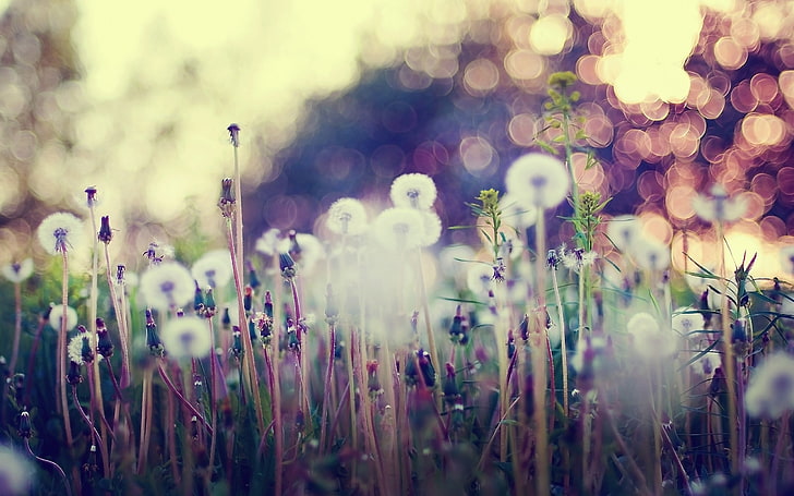 white dandelions, flowers, lights, bokeh, plants, nature, meadow, HD wallpaper
