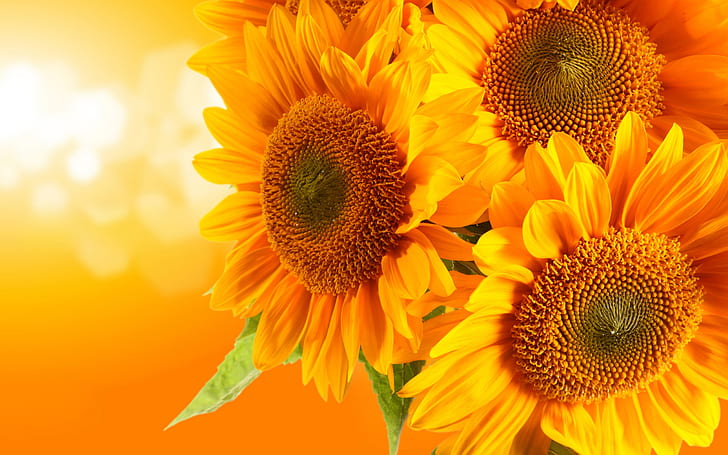 Golden sunflowers, orange background, glare rays, HD wallpaper