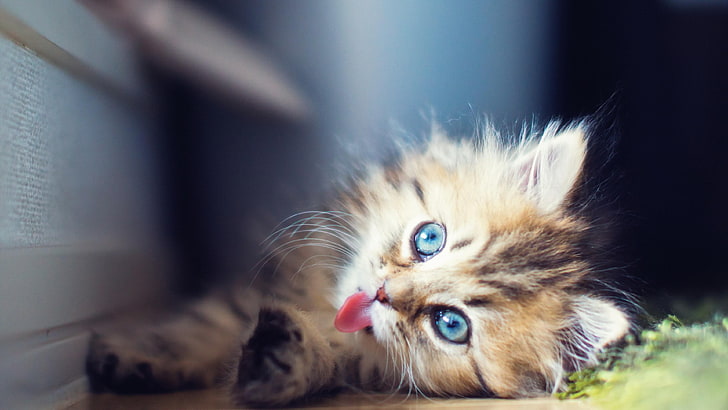 cat, catling, kitty, kitten, cute, tongue, eyes, cat eyes, animal themes, HD wallpaper