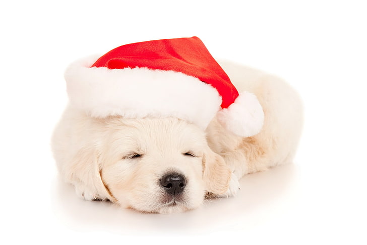 golden retriever puppy, sleep, new year, hat, dog, pets, christmas