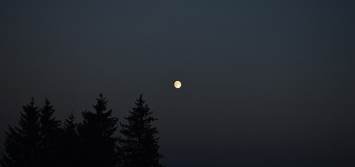 Moon, moonlight, sunset, sky, tree, night, beauty in nature, HD wallpaper