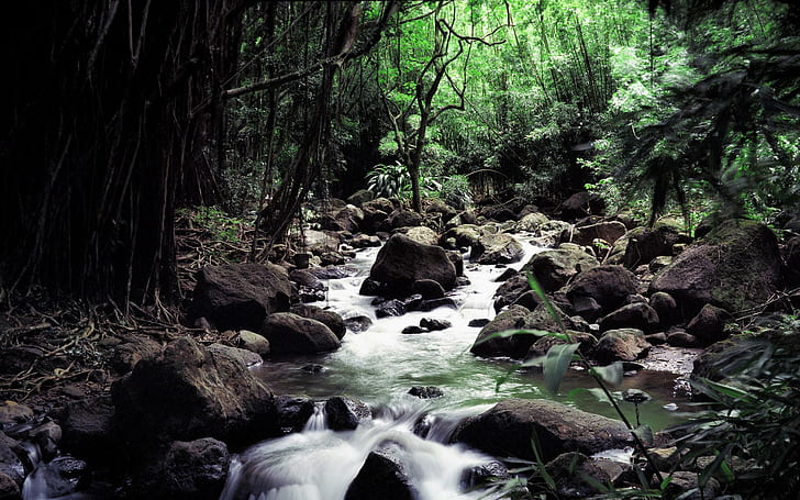 Jungle Forest Stream Rock Stone HD, nature, HD wallpaper