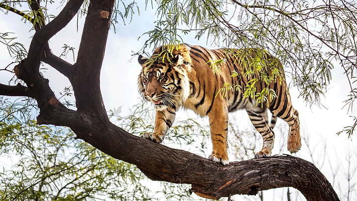 Bengal tiger, mammals, wildlife, animals, big cats, tree, feline, HD wallpaper