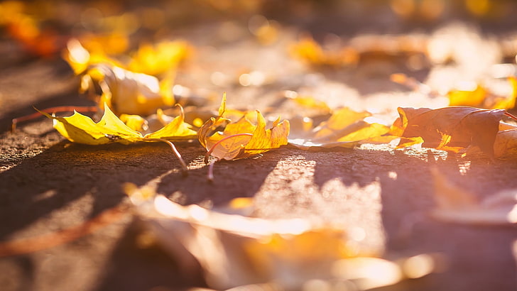 orange maple leaf, leaves, macro, fall, sunlight, selective focus, HD wallpaper