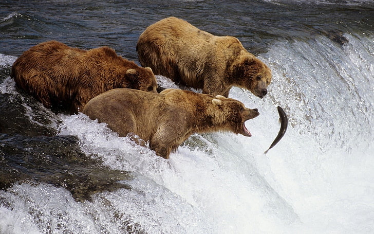 three brown bears and gray fish, animals, water, waterfall, group of animals