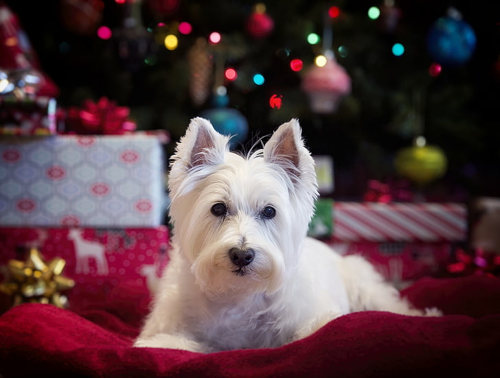 look, dog, The West highland white Terrier