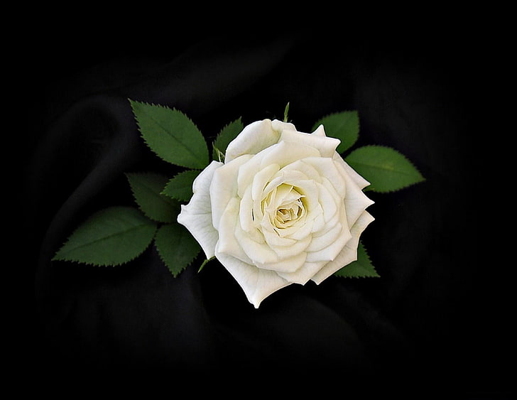 White roses 1080P, 2K, 4K, 5K HD wallpapers free download | Wallpaper Flare
