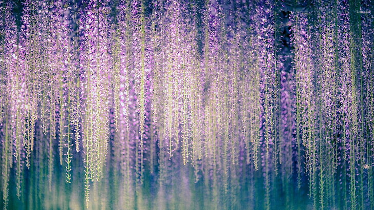 nature, purple flowers, japanese wisteria, tree, wisteria floribunda, HD wallpaper