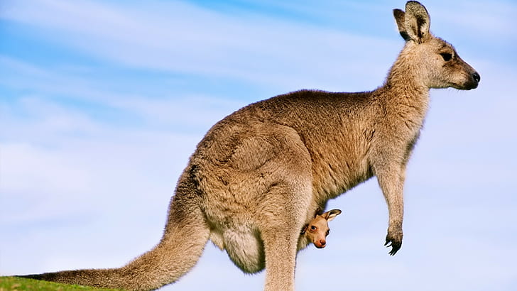 kangaroos, joey, animals, baby animals, HD wallpaper