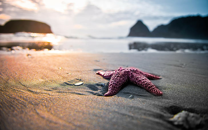 landscape, starfish, beach