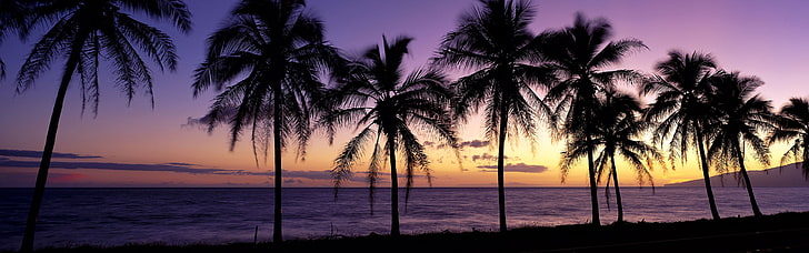 silhouette of coconut trees, beach, landscape, sunset, sunrise, HD wallpaper
