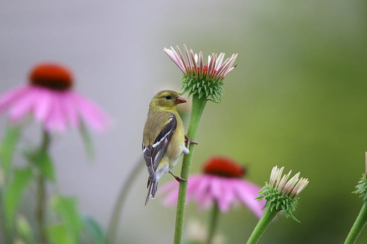green and black short-beak bird perched on red petaled flower, american goldfinch, american goldfinch
