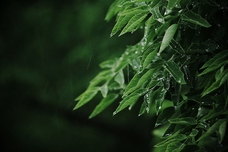 green leafed plant, macro, leaves, rain, water drops, green color, HD wallpaper