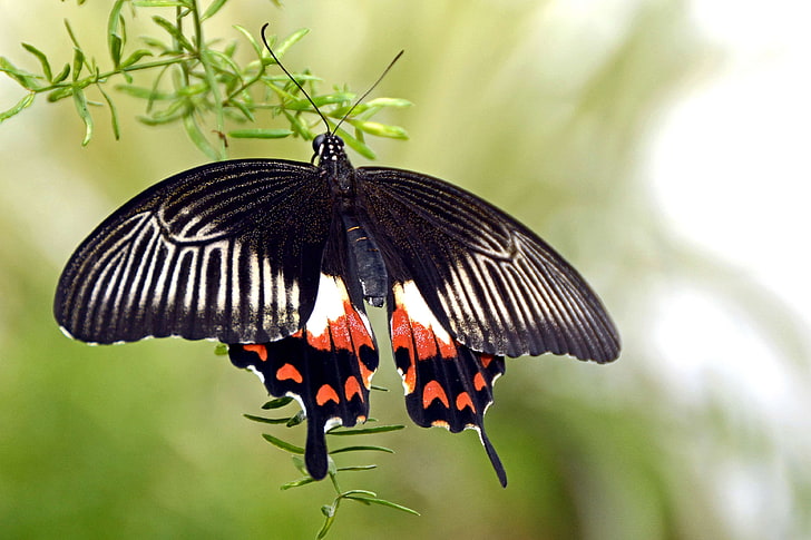 animal, animal world, black, butterfly, butterfly house, close, HD wallpaper