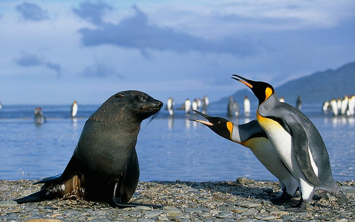 animals, penguins, HD wallpaper