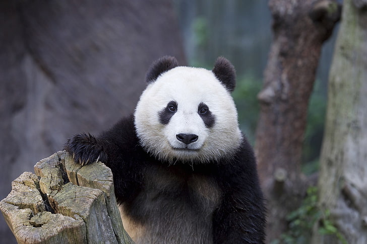 white and black panda, animals, animal themes, animal wildlife