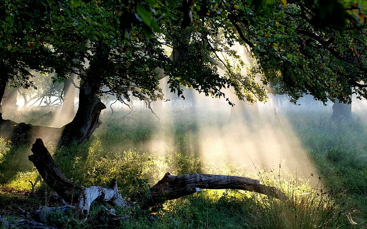 forest, sunlight, tree, plant, tranquility, beauty in nature