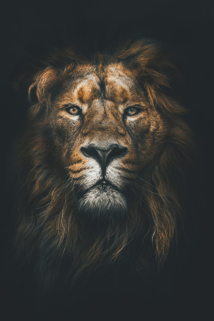 brown lion wallpaper, muzzle, mane, loок, predator, lion - Feline